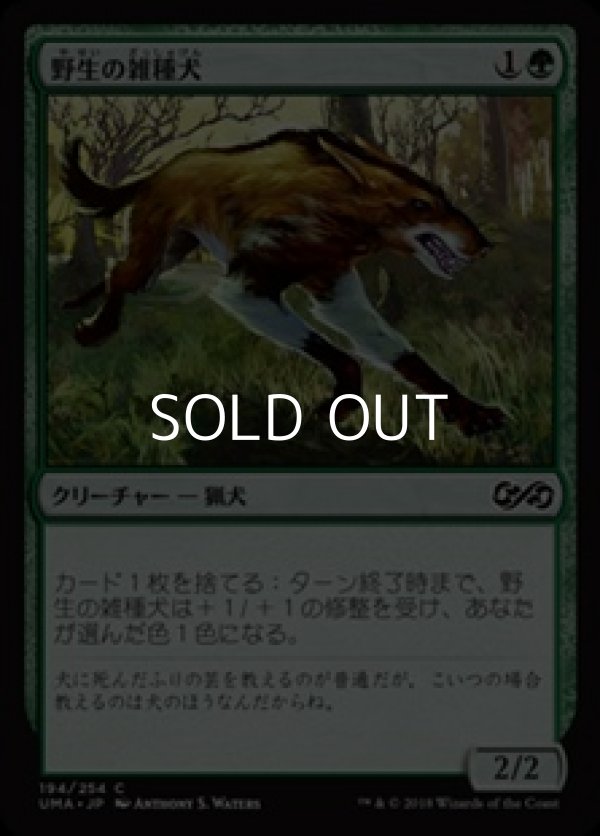画像1: 【日本語】野生の雑種犬/Wild Mongrel (1)