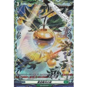 画像: 【FR】黄金陽光の実