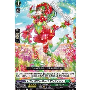 画像: 【C】ビジィボディポッド アンティリナ