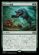 画像: 【日本語】野生との遭遇/Feral Encounter