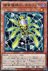 画像: 【ノーマル】捕食植物ロンギネフィラ