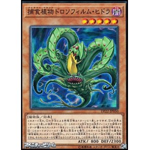 画像: 【ノーマル】捕食植物ドロソフィルム・ヒドラ