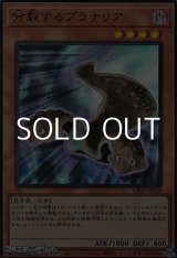 画像: 【ウルトラレア】分裂するプラナリア