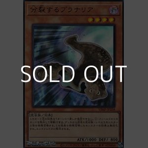 画像: 【ウルトラレア】分裂するプラナリア