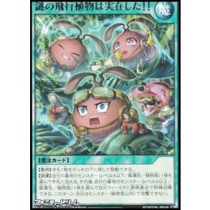 画像: 【レア】謎の飛行植物は実在した！！