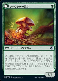 画像1: 【日本語】シボウタケの若芽/Deathbonnet Sprout (1)
