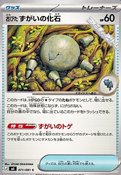 画像1: 【C】古びたずがいの化石 (1)